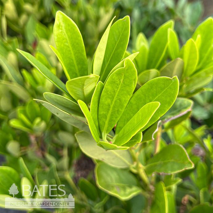 #3 Illicium parv Forest Green/ Anise Native (R)