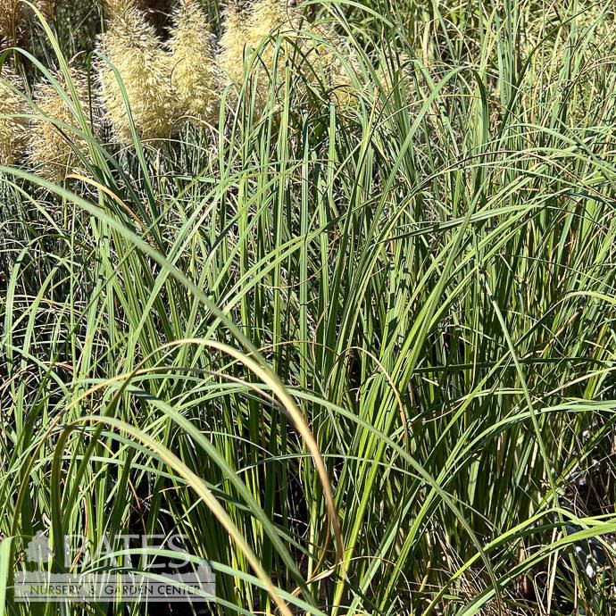 #3 Grass Cortaderia selloana/ Pampas - No Warranty