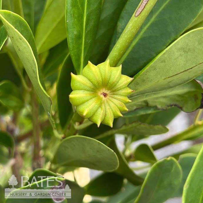 #3 Illicium parv Forest Green/ Anise Native (R)
