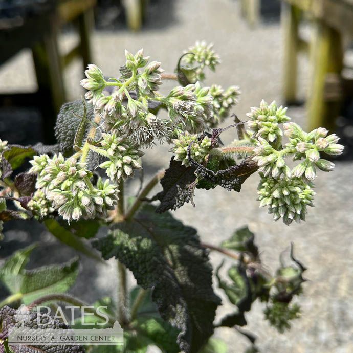 #2 Eutrochium (Eupatorium) perf Blind Date/ White Boneset Native (TN)