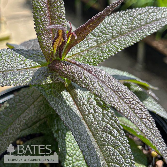 #2 Eutrochium (Eupatorium) perf Blind Date/ White Boneset Native (TN)