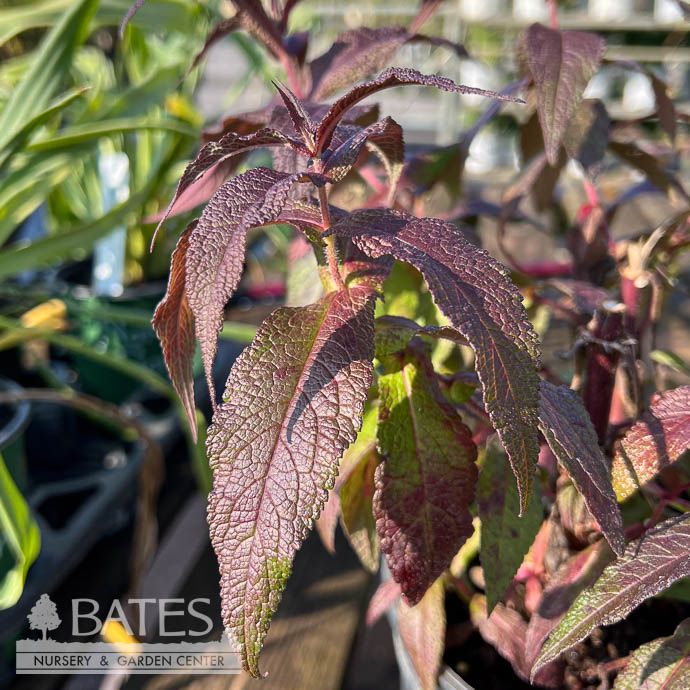 #2 Eutrochium (Eupatorium) perf Blind Date/ White Boneset Native (TN)