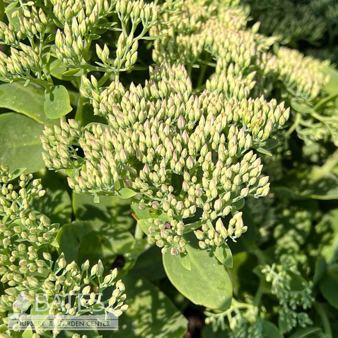#1 Sedum spectabile Neon/ Pink Stonecrop
