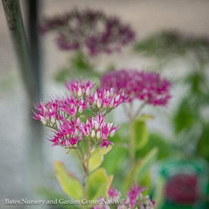 #1 Sedum spectabile Neon/ Pink Stonecrop