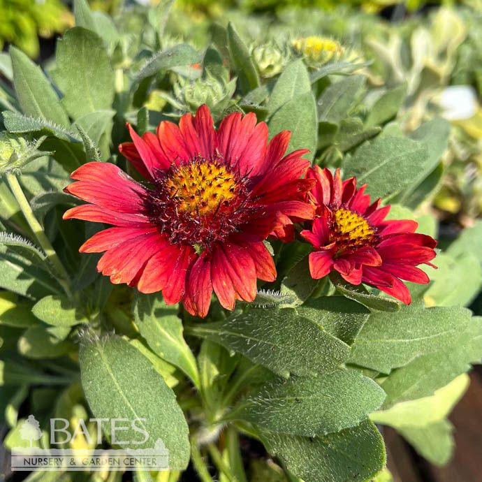#1 Gaillardia Arizona Red Shades/ Blanket Flower