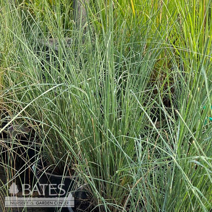 #3 Grass Muhlenbergia cap x lind Pink Flamingos/ Pink Muhly