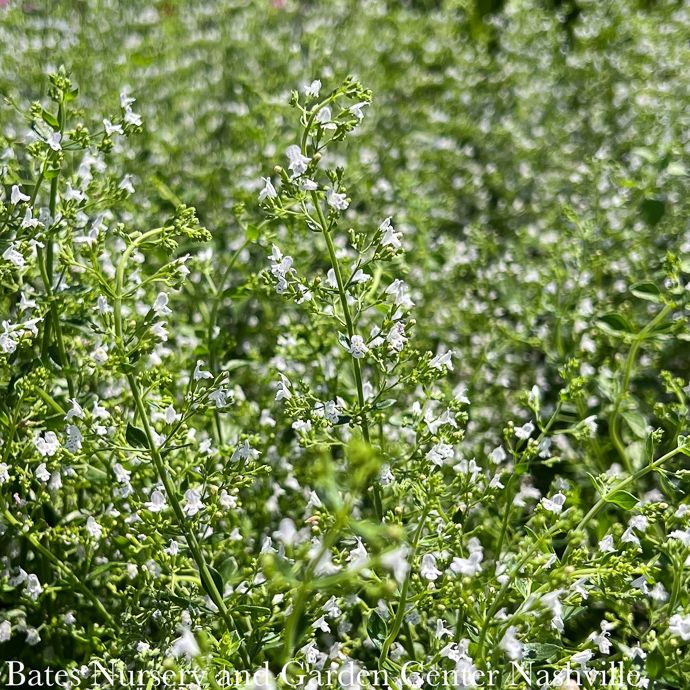 #1 Calamintha nepeta sub nep/ Calamint