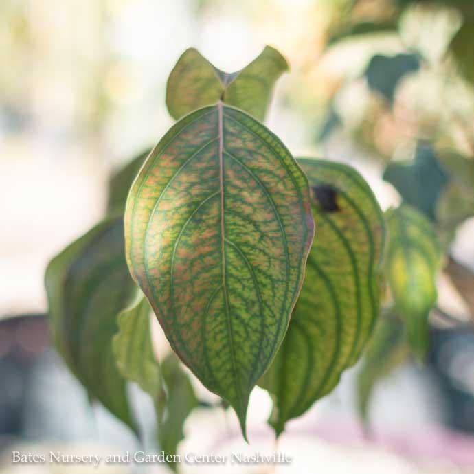 #10 SINGLE Cornus kousa/ White Flowering Chinese Dogwood