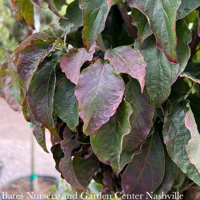 #5 Cornus florida Ragin&#39; Red/ Flowering Dogwood Native (TN)