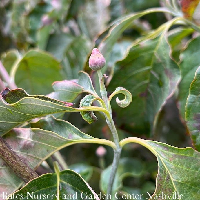 #5 Cornus florida Ragin&#39; Red/ Flowering Dogwood Native (TN)