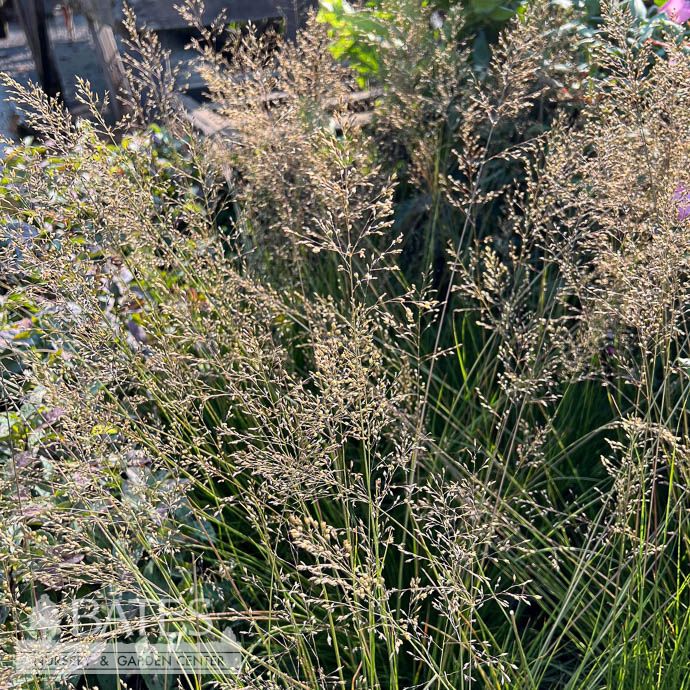 #1 Grass Sporobulus het Tara/ Prairie Dropseed Native (TN)