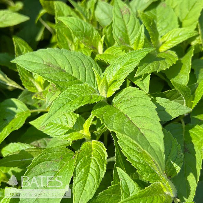 #1 Monarda did Coral Reef/Beebalm Native (TN)