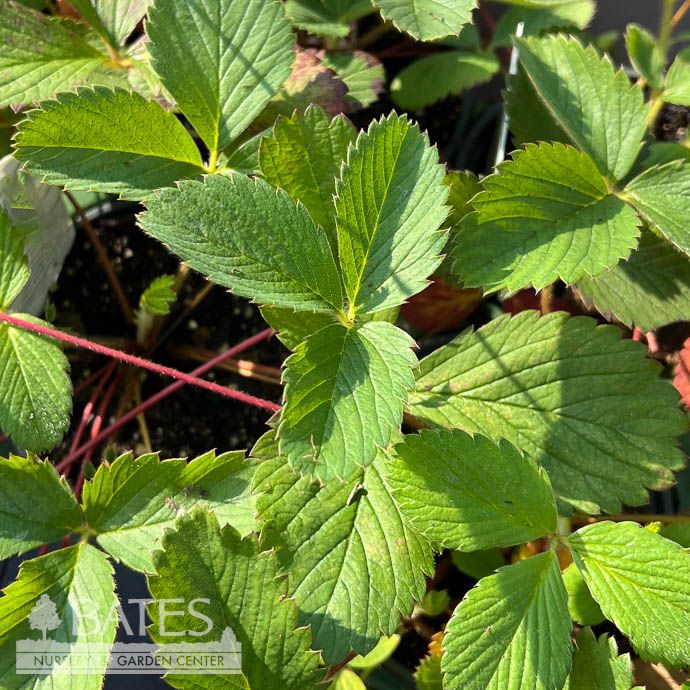 4p Fragaria virginiana/ Virginia Strawberry Native (TN)