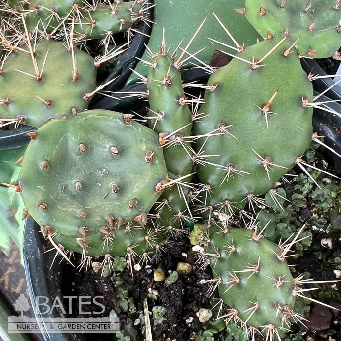 4P Opuntia humifusa/ Hardy Prickly Pear Native (TN)