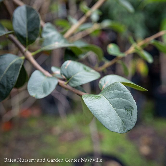 #10  Chionanthus virginicus/ American Fringetree