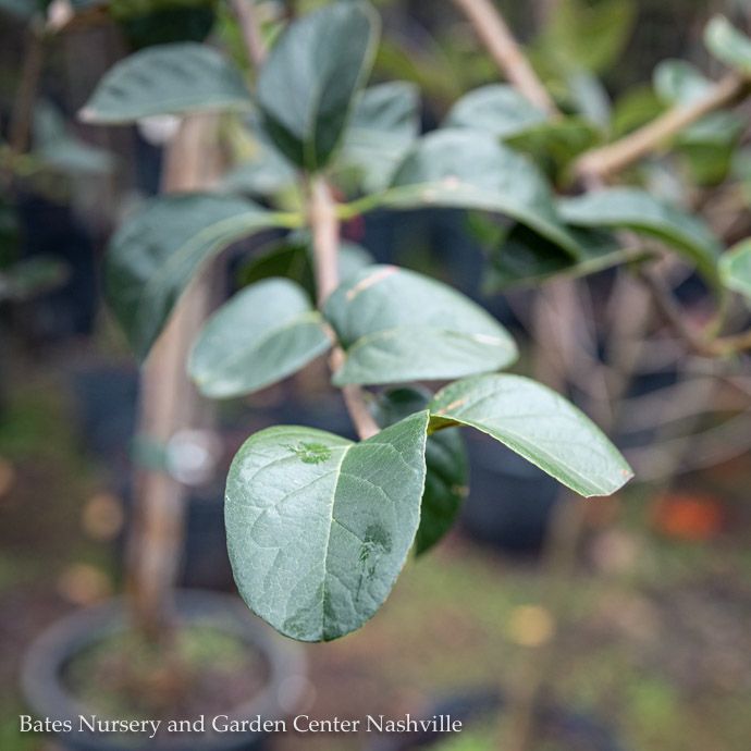#10  Chionanthus virginicus/ American Fringetree