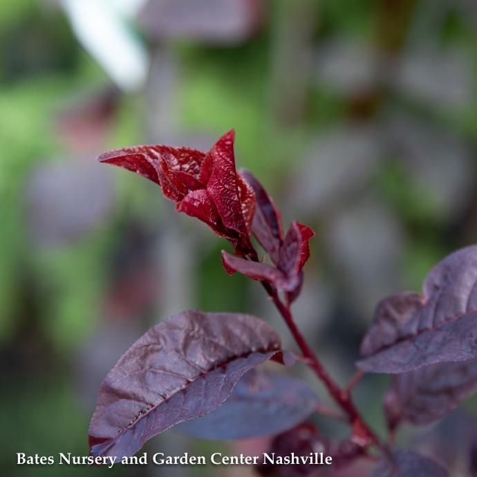 #5 Prunus cerasifera Krauter Vesuvius/ Purple Leaf Plum