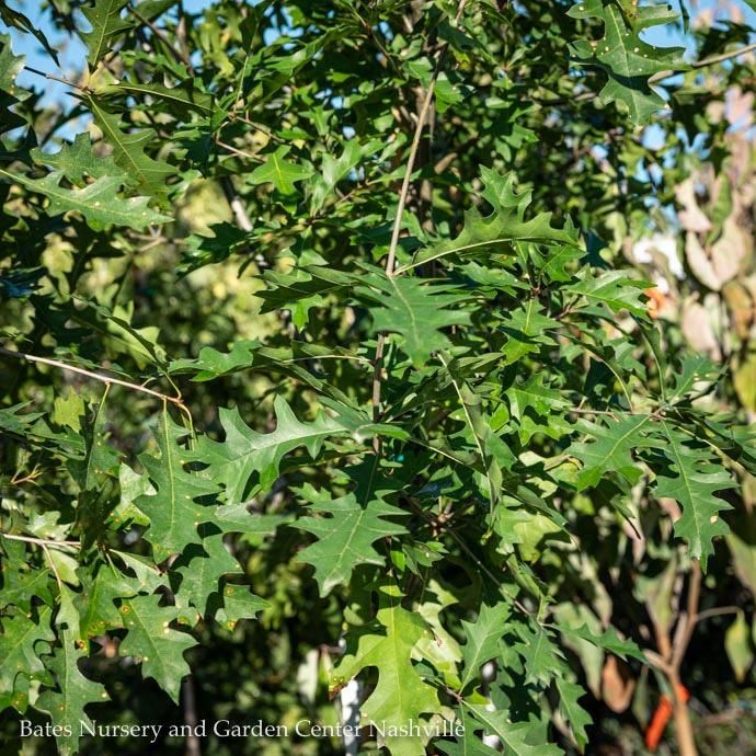 #10 Quercus texana/ Nuttall Oak Native (TN)