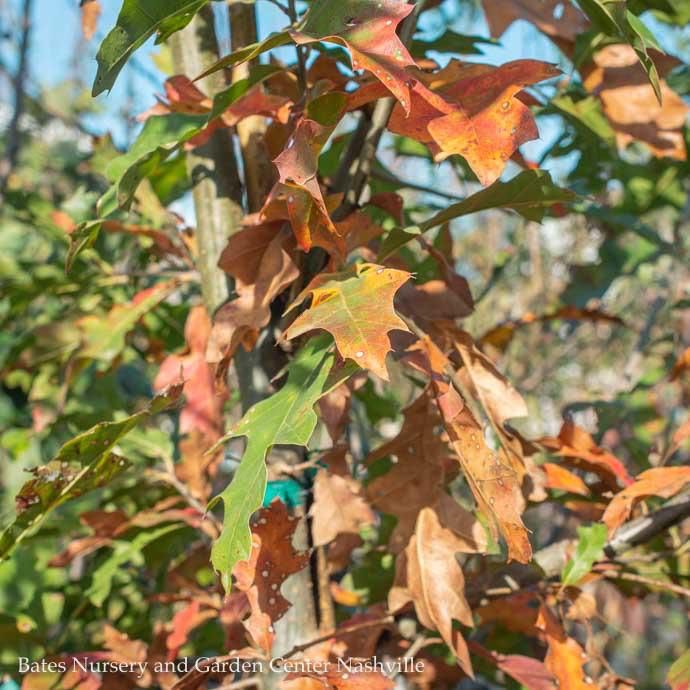 #10 Quercus texana/ Nuttall Oak Native (TN)