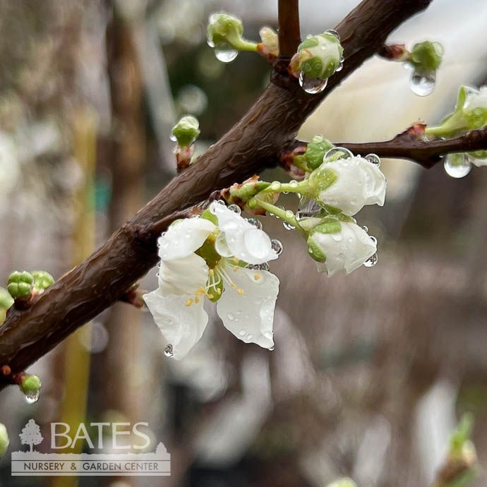Edible #5 Prunus ang Au Cherry/ Plum