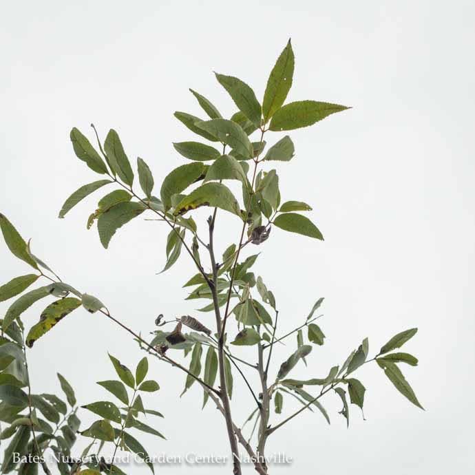 Edible #7 Carya ill  Stuart/ Pecan Native (TN)