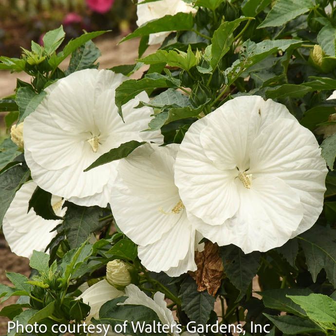 #1 Hibiscus x PW Marshmallow Moon/ White Hardy