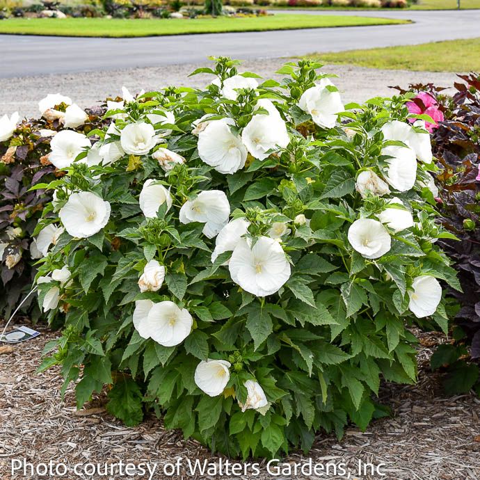#1 Hibiscus x PW Marshmallow Moon/ White Hardy