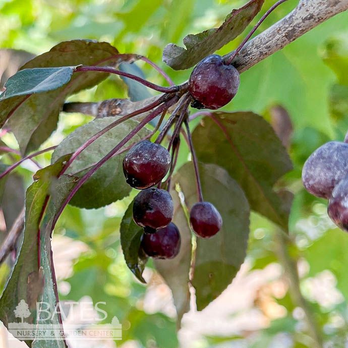 #5 Malus x Perfect Purple/ Rose-Pink w/ Purple Foliage Crabapple
