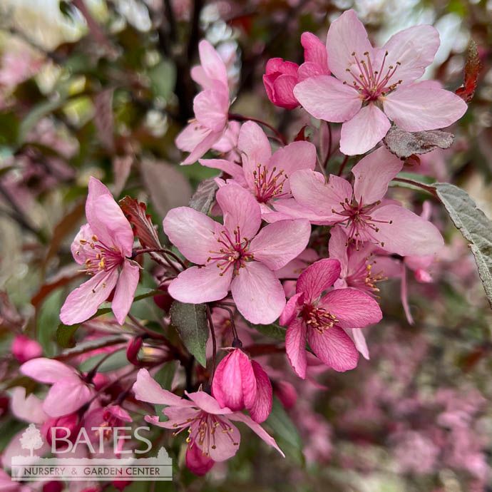 #15 Malus x Royal Raindrops/ Dark Pink blooms, Purple foliage Crabapple