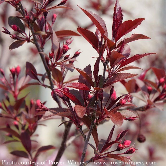 #7 Malus x (Shotizam) PW Show Time/ Pink Flower, Purple Foliage Crabapple