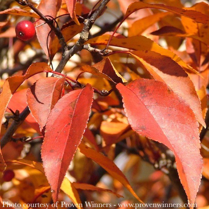 #7 Malus x (Shotizam) PW Show Time/ Pink Flower, Purple Foliage Crabapple