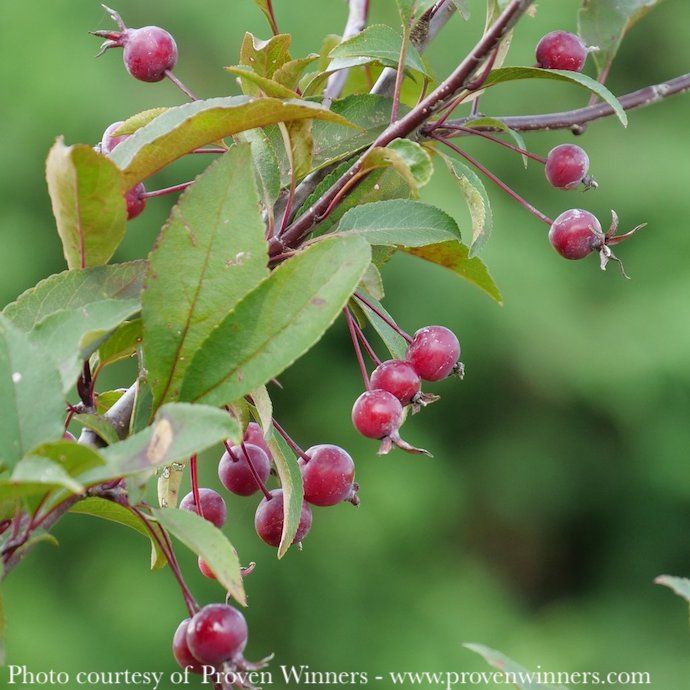 #7 Malus x (Shotizam) PW Show Time/ Pink Flower, Purple Foliage Crabapple