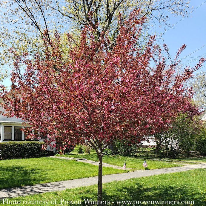 #7 Malus x (Shotizam) PW Show Time/ Pink Flower, Purple Foliage Crabapple