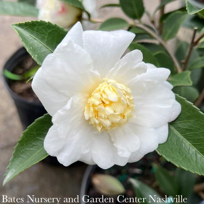 #7 Camellia x Winter&#39;s Snowman/ White - No Warranty