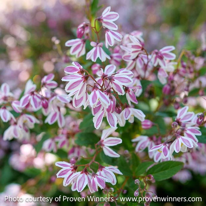 #3 Deutzia x PW Yuki Kabuki/ Pink and White