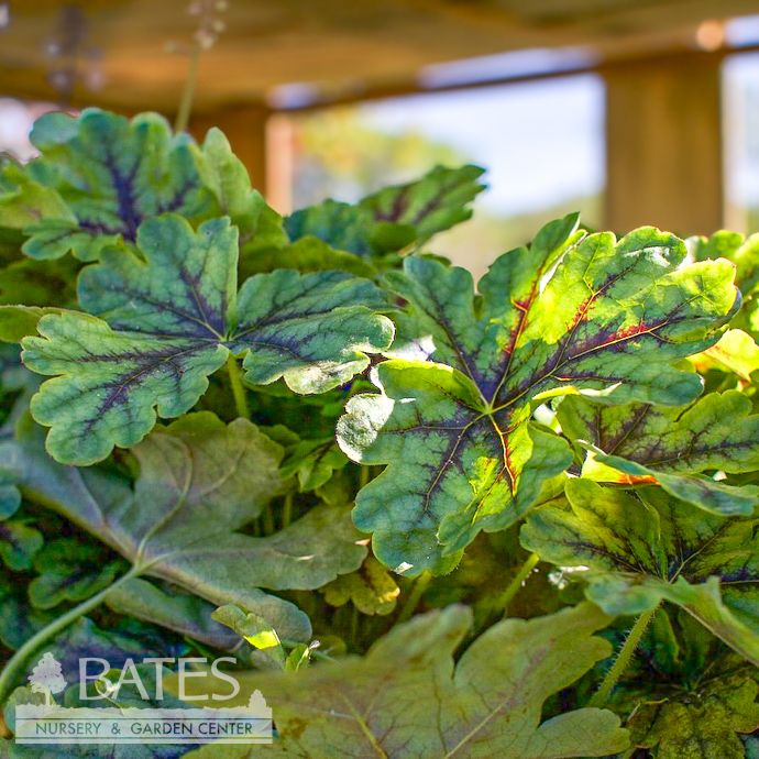 #1 Heucherella Tapestry/ Foamy Bells