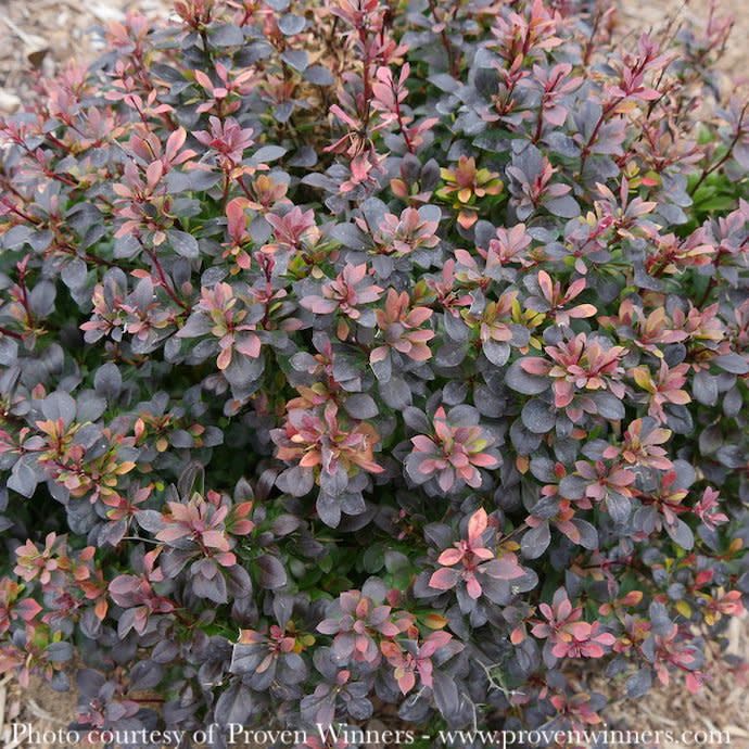 #3 Berberis thun PW Sunjoy Todo/ Barberry