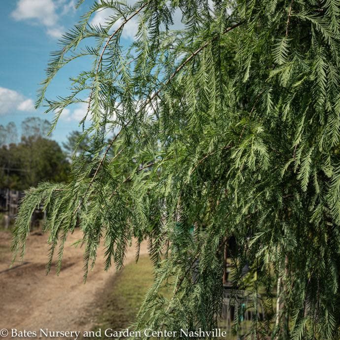 #15 Taxodium dist Shawnee Brave/ Bald Cypress