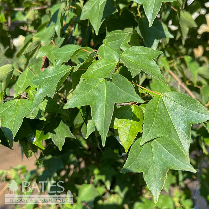 #5 Acer buergeranum/ Trident Maple