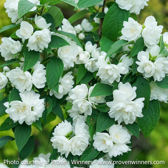#3 Philadelphus cor PW Illuminati Spice/ Compact Mock Orange