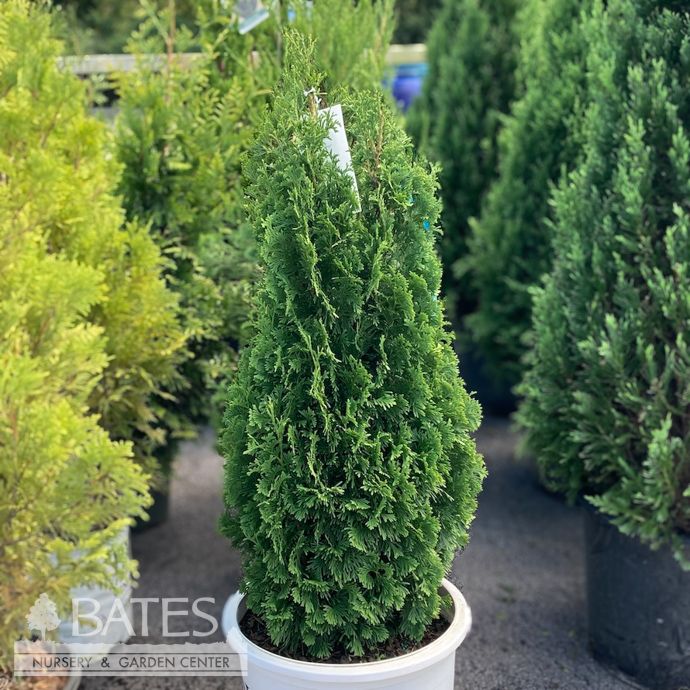 #5 Thuja occ PW Sting/ Columnar Arborvitae