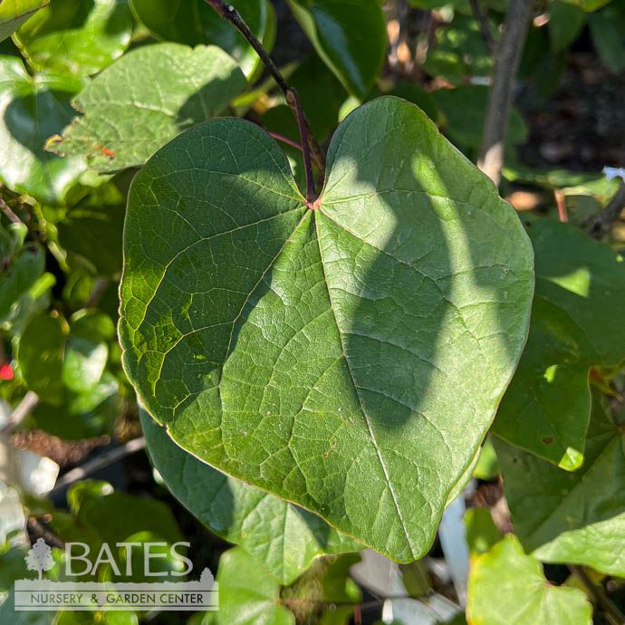 #15 Cercis can PW Midnight Express/ Burgundy Foliage Redbud Native (TN)