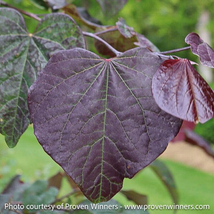 #15 Cercis can PW Midnight Express/ Burgundy Foliage Redbud Native (TN)