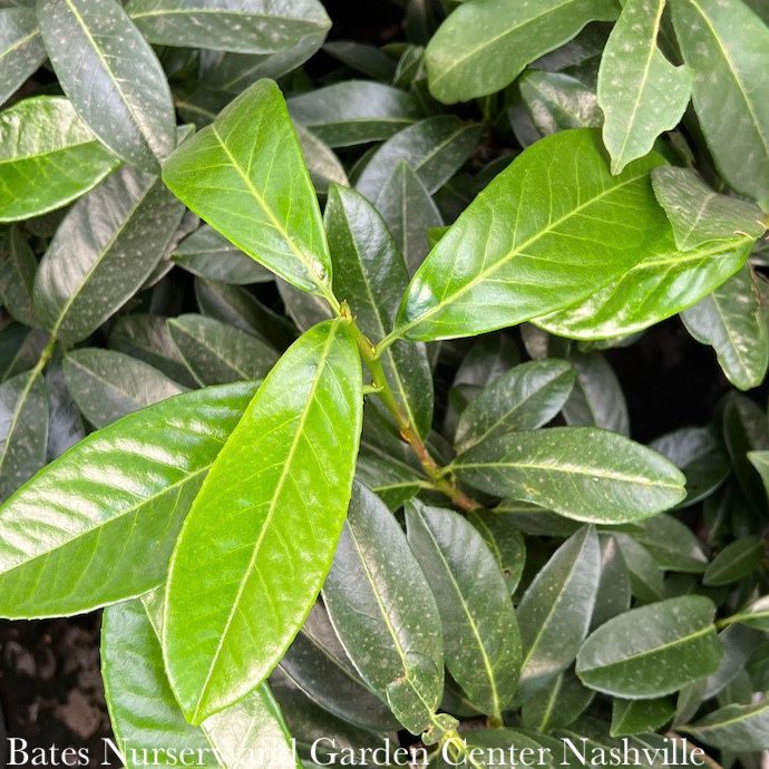 #2 Prunus lauro Mt. Vernon/ Dwarf English Laurel