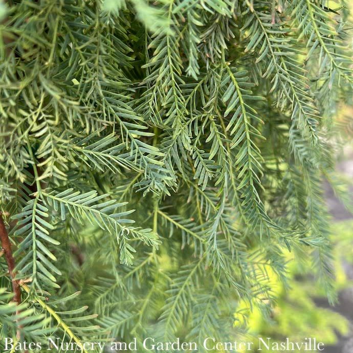 #5 Metasequoia glypto Miss Grace/ Weeping Dawn Redwood