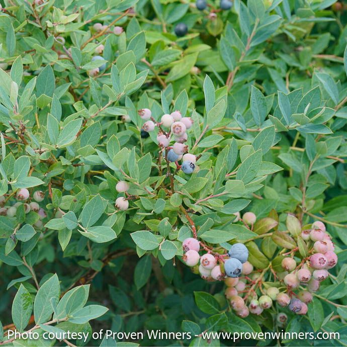Edible #3 Vaccinium cory PW Splendid! Blue/ Highbush Blueberry Native (TN)