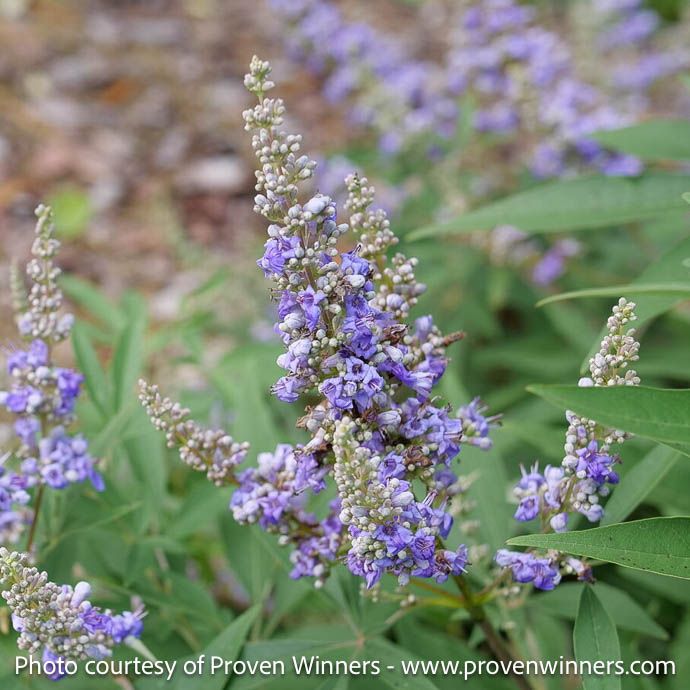 #3 Vitex PW Rock Steady / Purple Chastetree