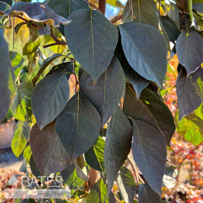 #5 Styrax japonicus Nightfall/ Weeping Japanese Snowbell