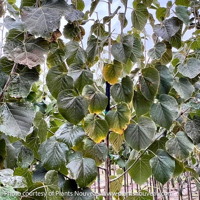 #7 Tilia amer Sweet Street/ American Linden Native (TN)