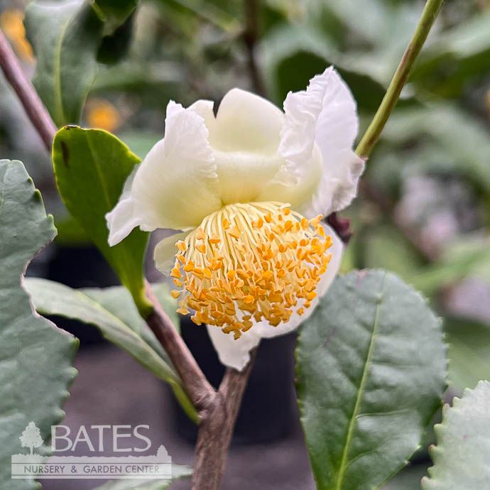 #3 Camellia sinensis/ White Large Leaf Tea - No Warranty